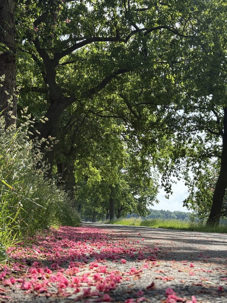 Weg nach Dambeck zum alten Kulturhaus Dambeck geht es über eine denkmalgeschützte Allee