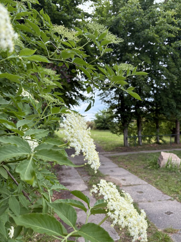 Holunderblüte am Kulturhaus Dambeck